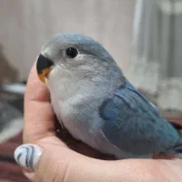 کوتوله برزیلی ۴۶ روزه