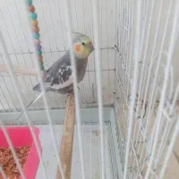 عروس هلندی