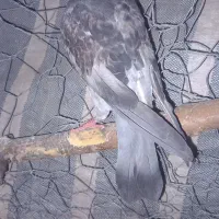 کبوتر|پرنده|لردگان, |دیوار