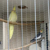عروس هلندی