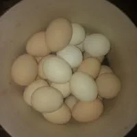 تخم مرغ نطفه دار محلی