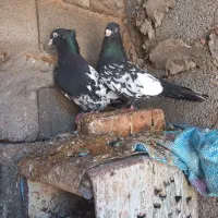 کبوترکله ای