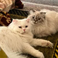 گربه اسکاتیش