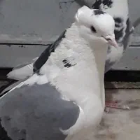 کبوتر  پرشی