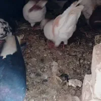 کبوتر|پرنده|نیشابور, باغ نو|دیوار