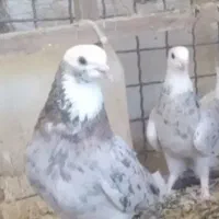 شازده هفت رنگ، عکسهای بعدی