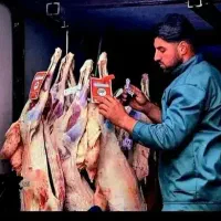 بره نر ماده،میش زنده دام شرق تهران/پخش گسترده
