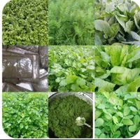 سبزی وماش سیاه وادویه جات خوزستان