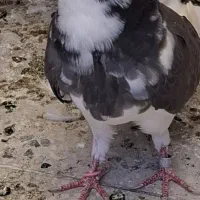 کبوتر