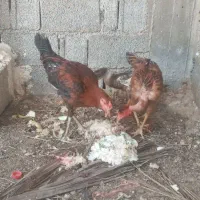 مرغ و خروس
