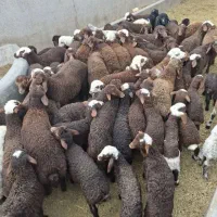 سلام-گوسفندخوب-هم-برای-مصرف-همبرای-قربانی-وعقیقه
