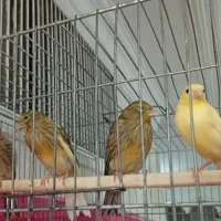 جوجه قناری