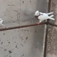 کبوتر