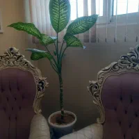 گل طبیعی دیفن باخیا