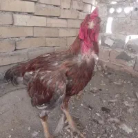خوروس