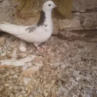 کفتر