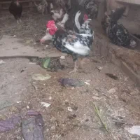 خروس وجوجه خروس