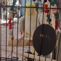 عروس هلندی
