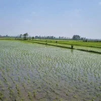 شالیزار-6600-متری-در-شهر-لنگرود