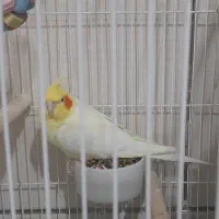 عروس هلندی نر سالم سن یکساله. مایل ب معاوضه