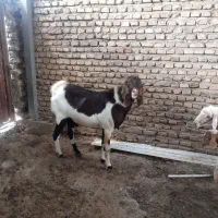بز نر 4 دندان پاکستانی کلک قیمت فقط 33 ملیون