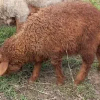 بره نر سبک آماده پرواز بندی