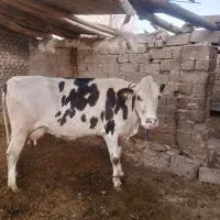گاو شیری
