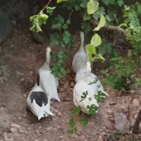 غاز