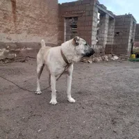 توله سگ سرابی ۱۲ ماهه