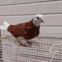 شازده سرخ