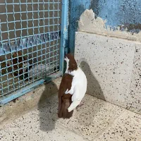 کفترچپ دم سرخ نر صحیح سالم
