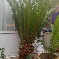 سیکاس ۱۵ساله.بزرگ