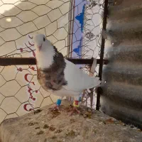 طوق شازده ماده