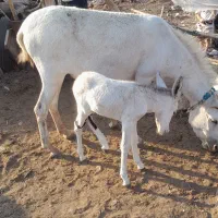 شیرالاغ صدرصد طبیعی دوشیدن در حضور خودمشتری