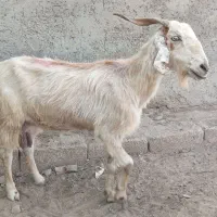 بز کهره دار فقط 12 ملیون