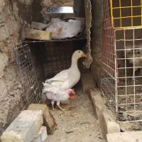 اردک بزرگ یکساله