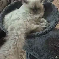 گربه زبیا عقیم واکسن زده شده