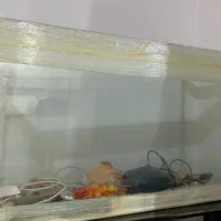 آکواریوم و دستگاه