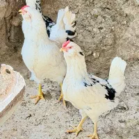 تخم نطفه دار گلین