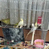 قفس عروس