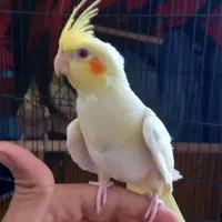جوجه عروس هلندی