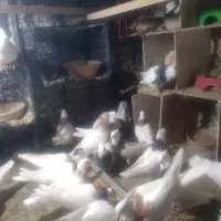فروش فوق العاده کبوتر طوقی با اصالت