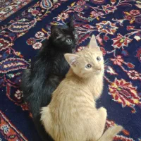 واگذاری دو بچه‌گربه مهربان و خونگرم