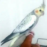 عروس هلندی