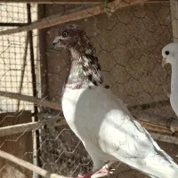 کفتر اصل کاشون