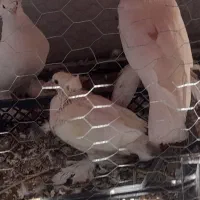 کبوتر با جوجه