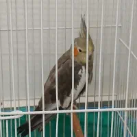 واگزاری عروس هلندی
