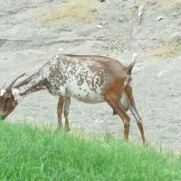 کهره خوب اروم۱۵تومان