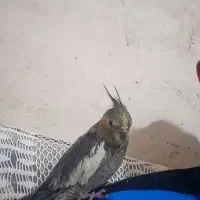 فروش عروس هلندی ماده