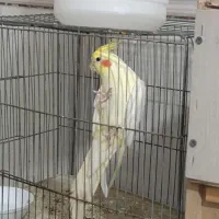 جفت عروس هلندی لوتینو مولد